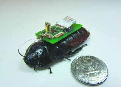 未来探测地震幸存者神器——蟑螂机器人