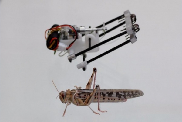 这个机器人像蝗虫，但跳得比它高