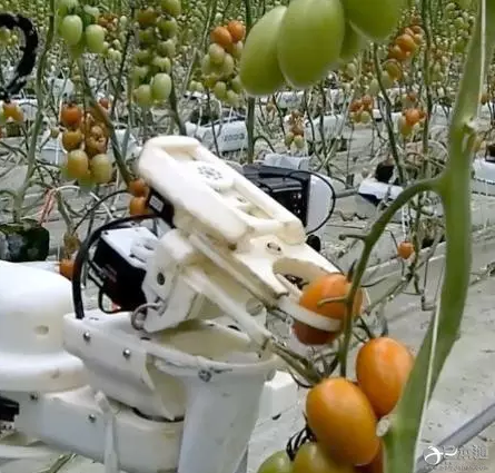 松下计划2019年推出西红柿采摘机器人