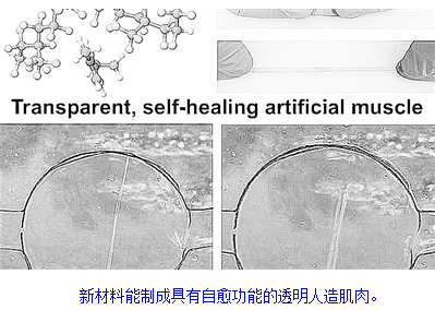 新型自愈材料可研制人造肌肉 改进电池和机器人性能