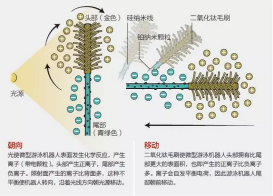 沿血管游动的微型机器人，可在光的控制下精准行进